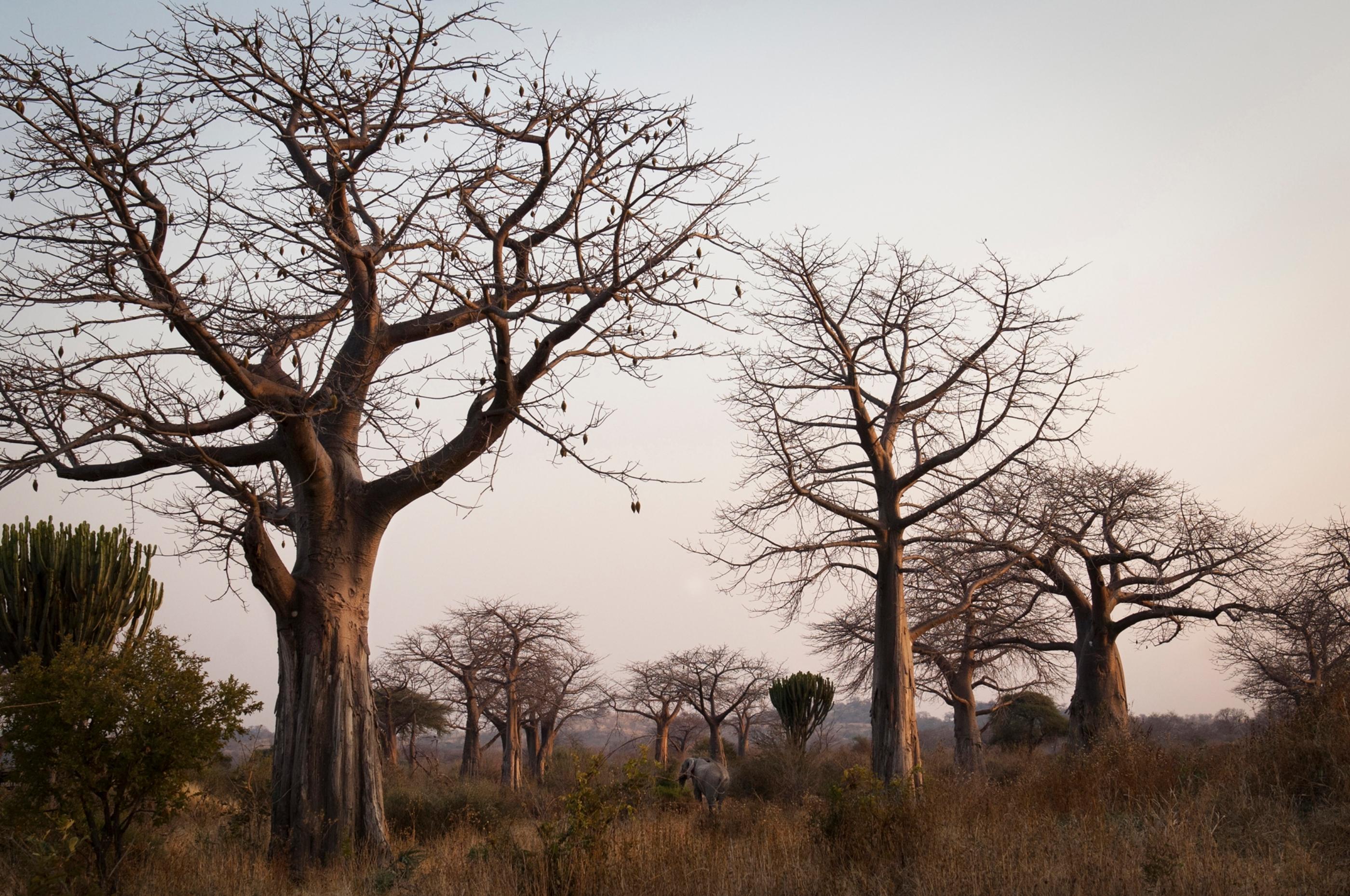 Baobab woodland in western Tanzania